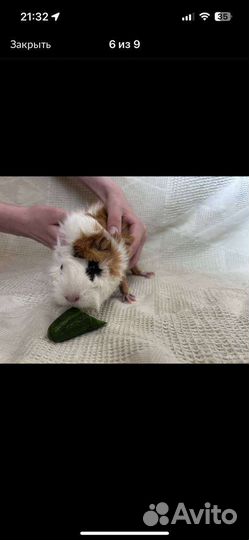 Морская свинки