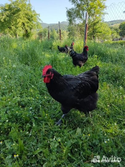 Куры цыплята