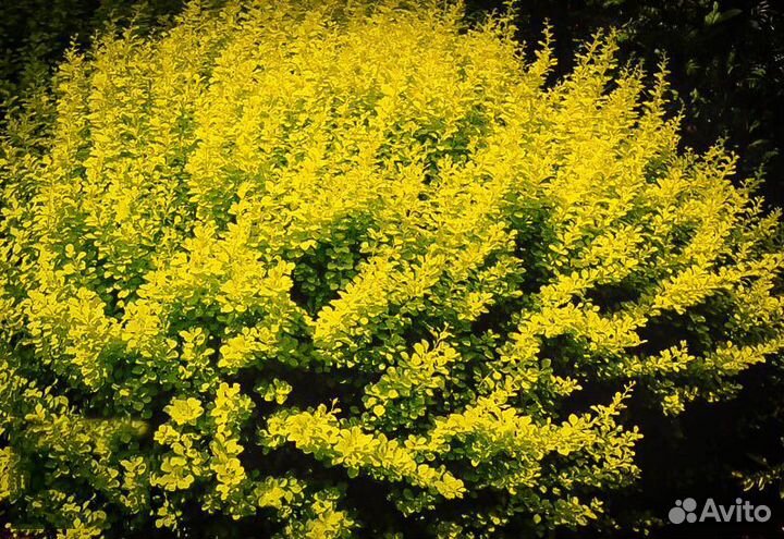 Барбарис Ауреа