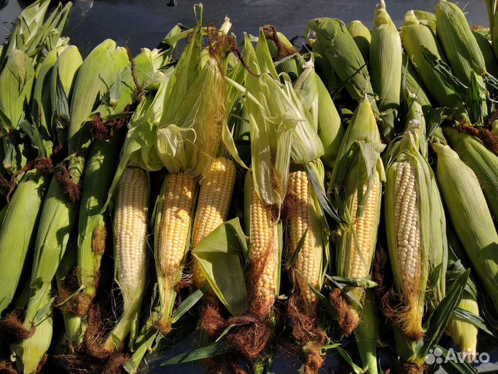 Сладкая,молочная кукуруза.(сахарная)