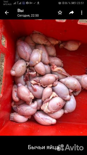 Мясные продукты для собак