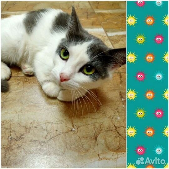 Ищет дом Котик не такой как все