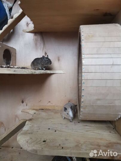 Витрина с дегу