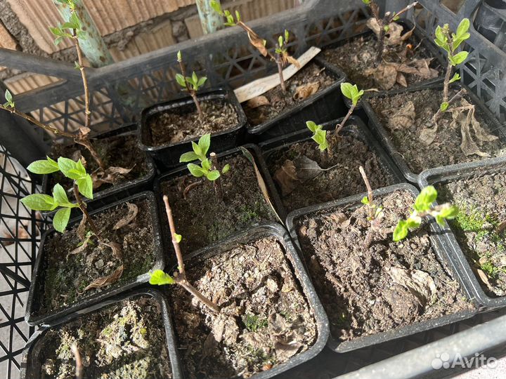 Растения цветы для сада