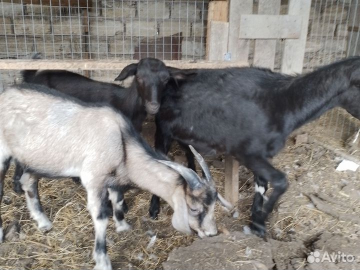 Козлята