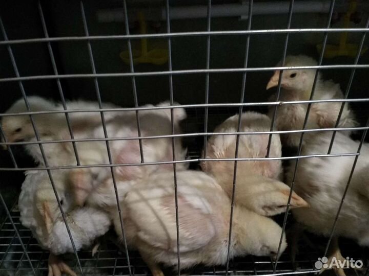 Цыплята корнишоны