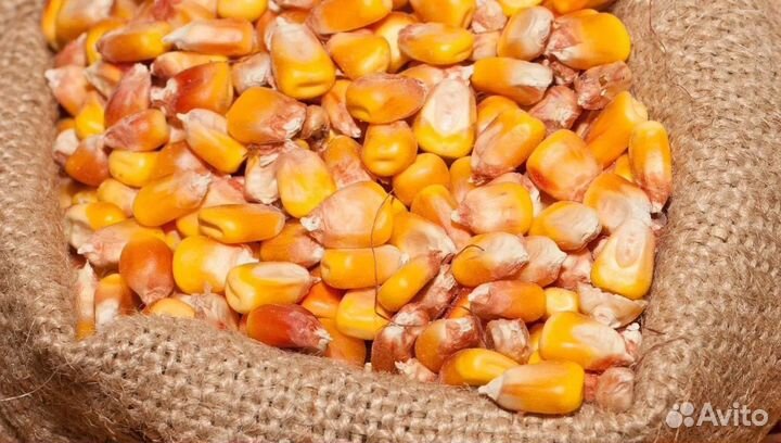 Фуражная кукуруза, Сахарная свёкла на корм