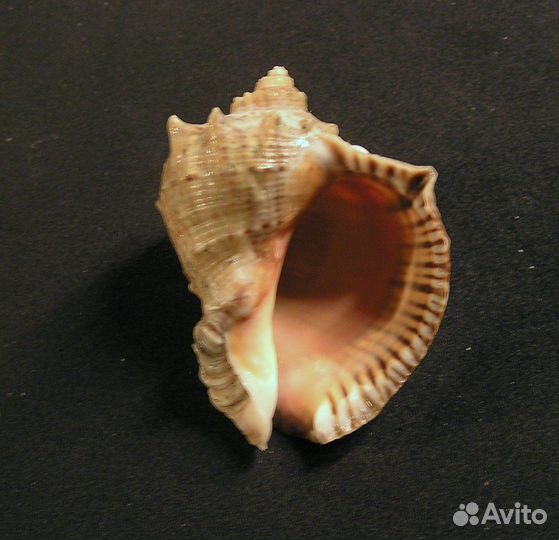 Ракушка рапан с чёрного моря