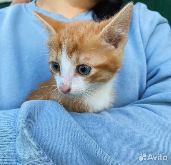 Рыжий котенок