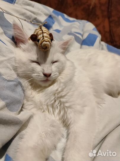 Кошка в свой двор