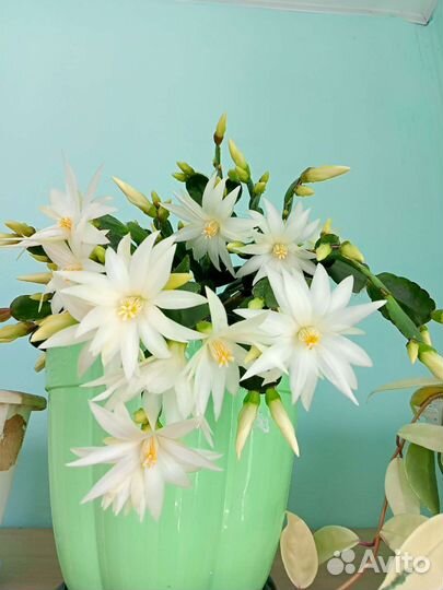 Пасхальники,фото свои