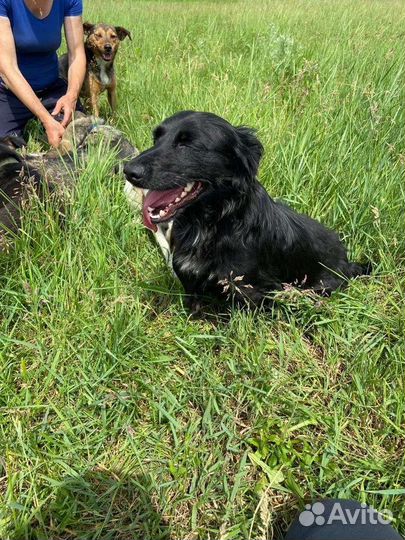 Небольшая собачка ищет дом