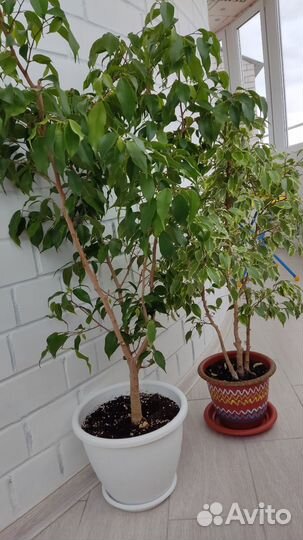 Фикус бенджамина большой