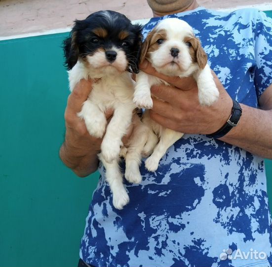 Щенки Кавалер кинг чарльз спаниель