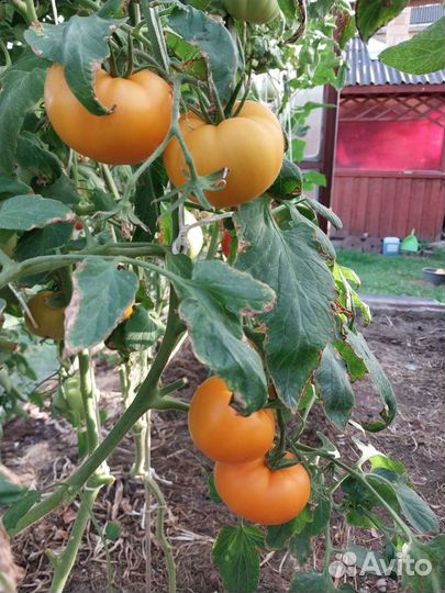 Помидоры свежие домашние