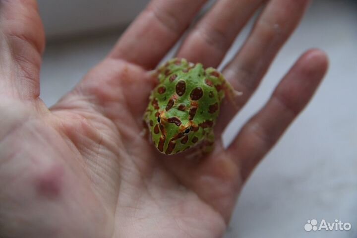 Лягушка-рогатка