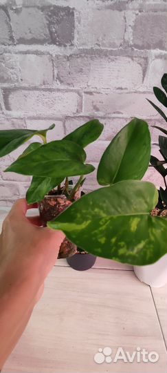 Комнатные растения