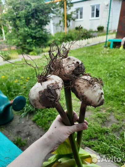 Рябчик императорский