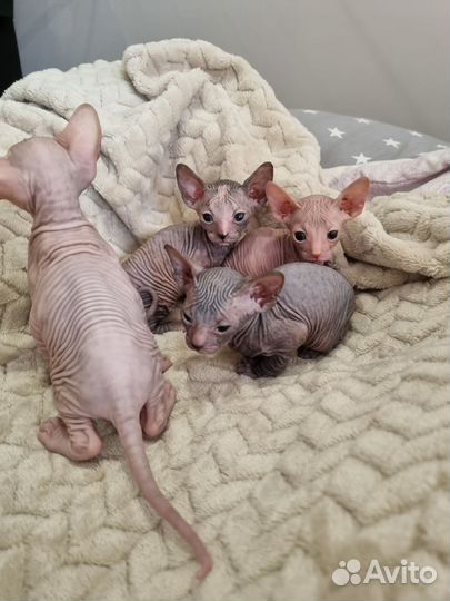 Донской сфинкс котята