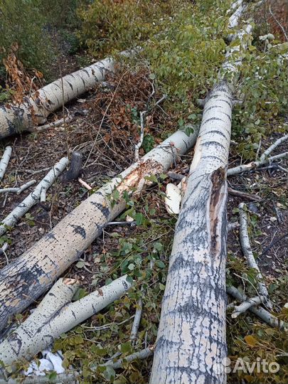 Тополя, дрова, самовывоз