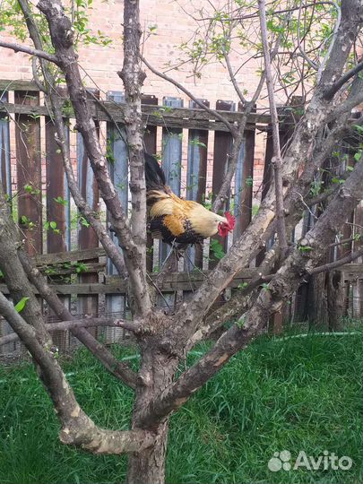 Декоративные петушки