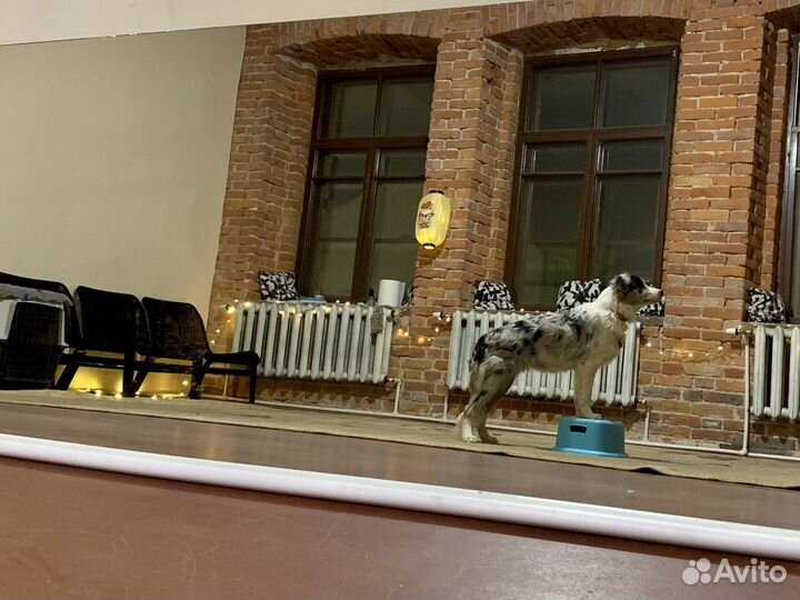 Зал для знятий с собаками