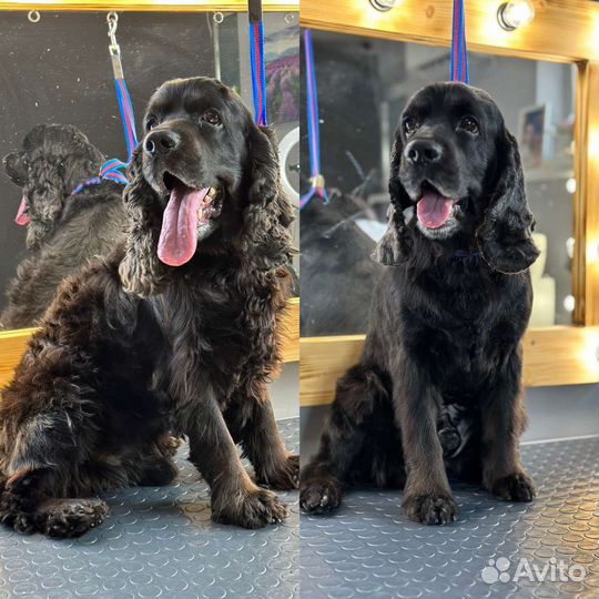 Грумер на дому