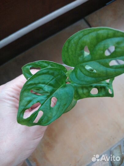 Монстера Манки Адансона. Комнатные цветы