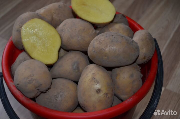 Картофель домашний