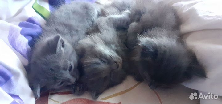 Котята в добрые руки