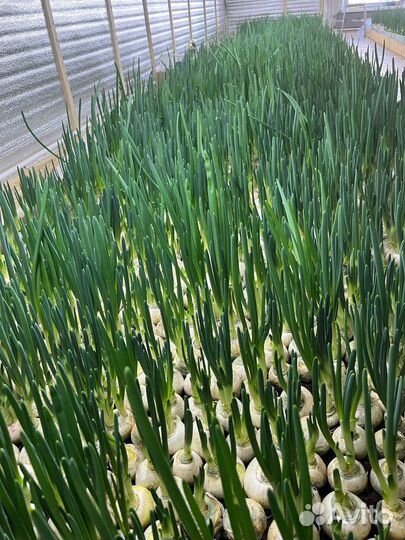 Зеленый лук оптом