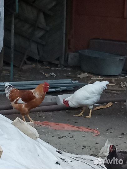 Молодые петухи