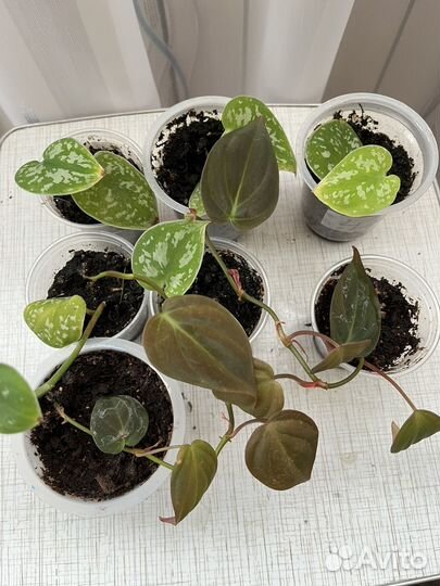 Филодендрон Миканс, сциндапсус