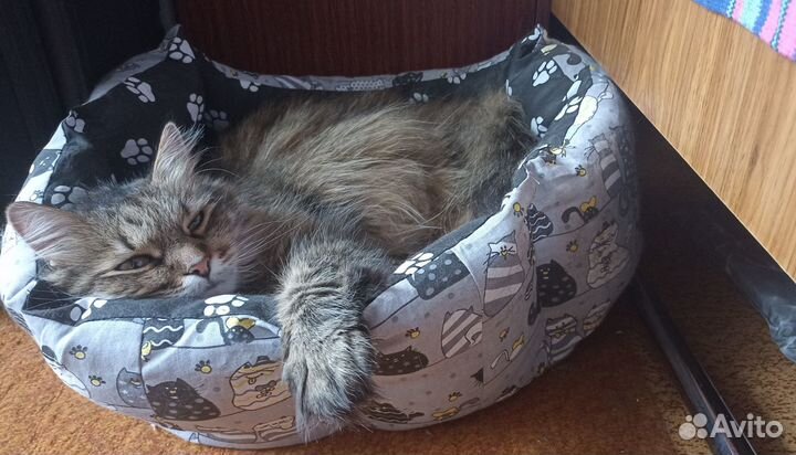 Кот в добрые руки