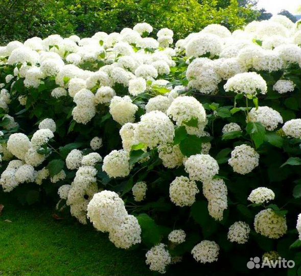 Гортензия древовидная Анабель