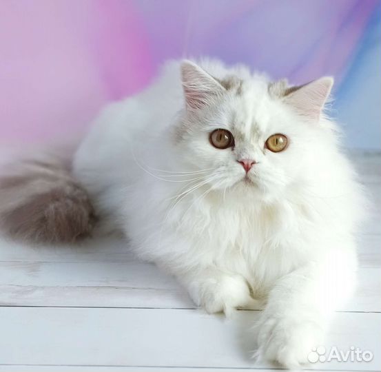 Шотландский кот Филимон