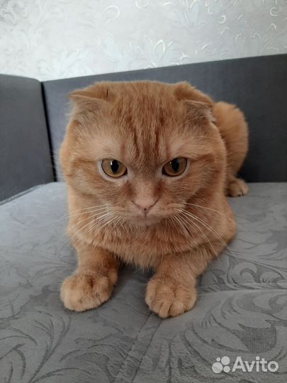 Шотландский вислоухий кот