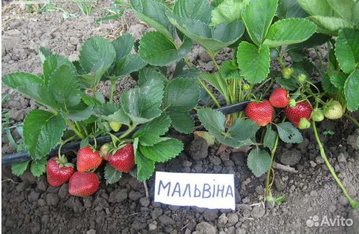 Клубника Земляника Мальвина