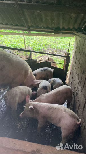 Поросята
