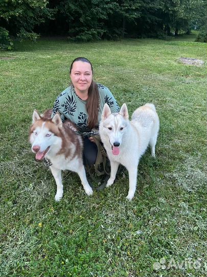 Выгул собак в Зеленограде