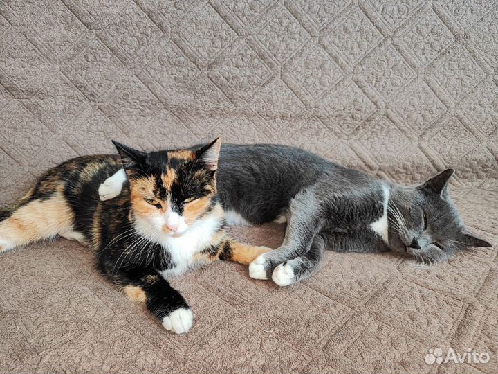 Кошки в добрые руки