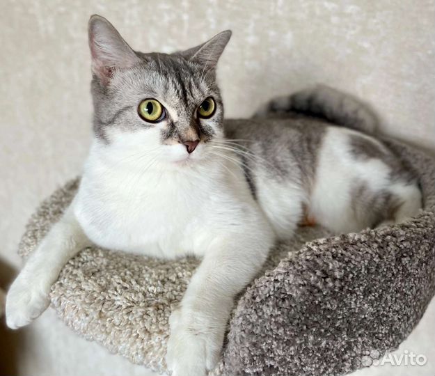 Кошечка в Добрые руки