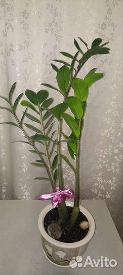 Замиокулькас