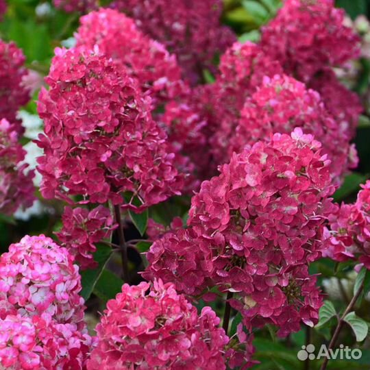 Гортензия Самарская Лидия