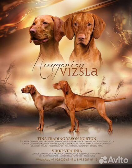 Щенки венгерской выжлы