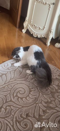 В добрые руки котенок