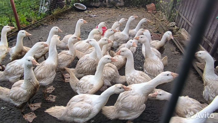 Гусиное инкубационное яйцо