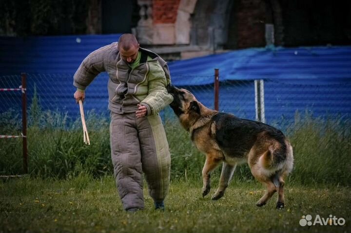 Кинолог. Дрессировка собак