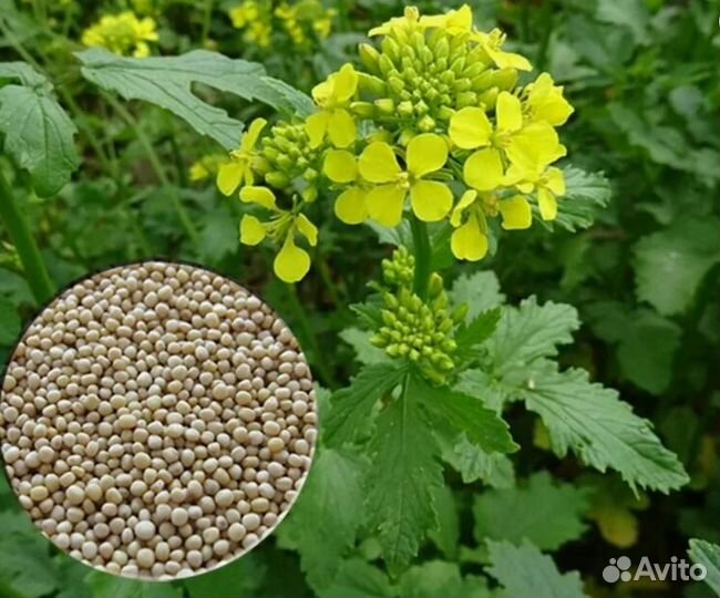 Семена горчицы. Сидерат