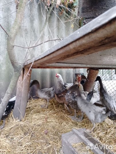 Мускусные утки